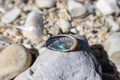Nacre spiral sea shell close-up on pebble beach Royalty Free Stock Photo