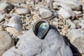 Nacre spiral sea shell close-up on pebble beach Royalty Free Stock Photo