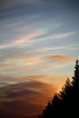 Nacreous clouds in the morning over forest silhouette