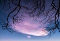 Nacreous clouds in the sky behind branches Royalty Free Stock Photo
