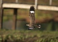 Nacunda nighthawk, Podager nacunda Royalty Free Stock Photo