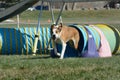 NADAC dog agility trial