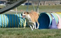 NADAC dog agility trial