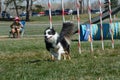 NADAC Dog Agility: weave poles Royalty Free Stock Photo