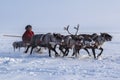 Yamal, open area, tundra,The extreme north,  Races on reindeer sled in the Reindeer Herder`s Royalty Free Stock Photo