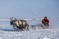 Yamal, open area, tundra,The extreme north,  Races on reindeer sled in the Reindeer Herder`s Royalty Free Stock Photo