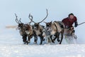 Nadym, Russia -Yamal, open area, tundra,The extreme north, Races on reindeer sled in the Reindeer Herder's Royalty Free Stock Photo