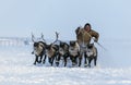Nadym, Russia -Yamal, open area, tundra,The extreme north, Races on reindeer sled in the Reindeer Herder\'s Royalty Free Stock Photo