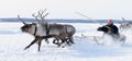 NADYM, RUSSIA - MARCH 18, 2006: Racing on deer during holiday of