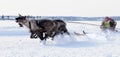 NADYM, RUSSIA - MARCH 18, 2006: Racing on deer during holiday of