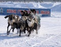 NADYM, RUSSIA - MARCH 17, 2006: Racing on deer during holiday of