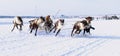 NADYM, RUSSIA - MARCH 18, 2006: Racing on deer during holiday of