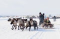 NADYM, RUSSIA - MARCH 18, 2006: Racing on deer during holiday of