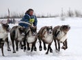 NADYM, RUSSIA - MARCH 16, 2008: Racing on deer during holiday of