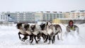 NADYM, RUSSIA - MARCH 16, 2008: Racing on deer during holiday of