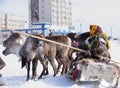 NADYM, RUSSIA - MARCH 18, 2006: Racing on deer during holiday of