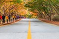 NAEJANGSAN,KOREA - NOVEMBER 1: Tourists taking photos. Royalty Free Stock Photo