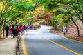 NAEJANGSAN,KOREA - NOVEMBER 1: Tourists taking photos. Royalty Free Stock Photo