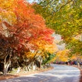 NAEJANGSAN,KOREA - NOVEMBER 30: Tourists taking photos. Royalty Free Stock Photo