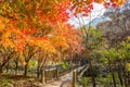 NAEJANGSAN,KOREA - NOVEMBER 30: Tourists taking photos. Royalty Free Stock Photo