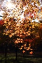 Naejangsan Maple tree, Naejangsan Gungnip Gongwon