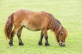 Nag horse Royalty Free Stock Photo