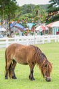 Nag horse Royalty Free Stock Photo