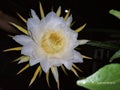 naga fruit Flower in Balkon Royalty Free Stock Photo