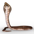 Naga snake Royalty Free Stock Photo