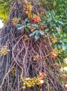 Nagalinga flower tree Royalty Free Stock Photo