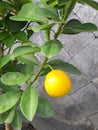 Nagami oranges tree Royalty Free Stock Photo