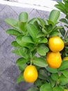 Nagami oranges tree Royalty Free Stock Photo