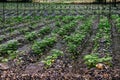 Wasabi Japanese horseradish plant at Wasabi Farm - Hotaka - Nagano, Japan Royalty Free Stock Photo