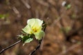 Nagarahole National Park the gateway to Jungle - Karnataka -India.Cotton flower in a safari journey.Summertime in India