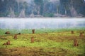 Nagarahole National Park safari to the Jungle - Karnataka -India early morning.Landscape photography foggy time