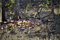 Nagarhole Wildlife