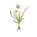 Nagarmotha - Cyperus rotundus ayurvedic herb, flower. digital art illustration with text isolated on white. Healthy organic spa