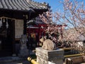 Plum tree blossoming on the grounds of Umezono Migawari Tenmangu Shrine in Nagasaki Royalty Free Stock Photo