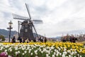 The windmill at Huis Ten Bosch theme park with many color tulips garden in Sasebo, Nagasaki, Japan.