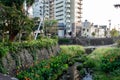 Nakashima River in Nagasaki with grass, plants and flowers overgrow at the bottom and low water level, Japan. Royalty Free Stock Photo