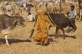 Nagaur Livestock Fair, India