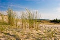 Nagliai dune in Neringa, Lithuania Royalty Free Stock Photo