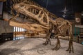 Fossil dinosaur in Japan museum