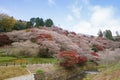 Nagoya, Obara. Autumn Landscape with sakura blossom. Shikizakura kind of sakura blooms once in spring, and again in autumn.