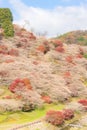 Nagoya, Obara Sakura in autumn Royalty Free Stock Photo