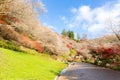 Nagoya, Obara Sakura in autumn Royalty Free Stock Photo