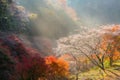 Nagoya, Obara Sakura in autumn Royalty Free Stock Photo