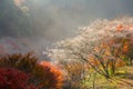 Nagoya, Obara Sakura in autumn Royalty Free Stock Photo