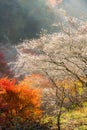 Nagoya, Obara Sakura in autumn Royalty Free Stock Photo