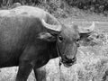 Buffalo Kwai Thai ,Mammal animal, Thai buffalo in grass field,Adult in farm garden near the road side. Royalty Free Stock Photo